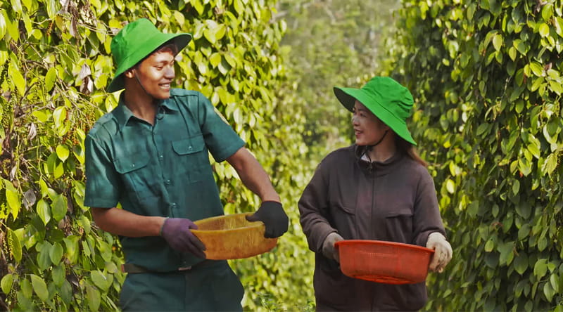 net_zero_black_pepper