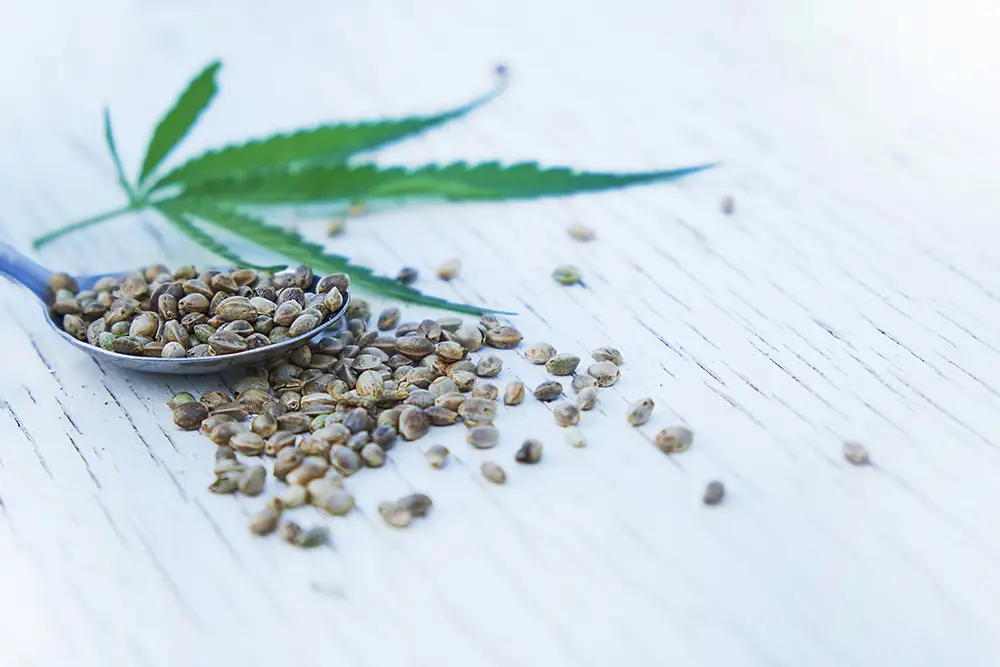 Hemp-Seeds