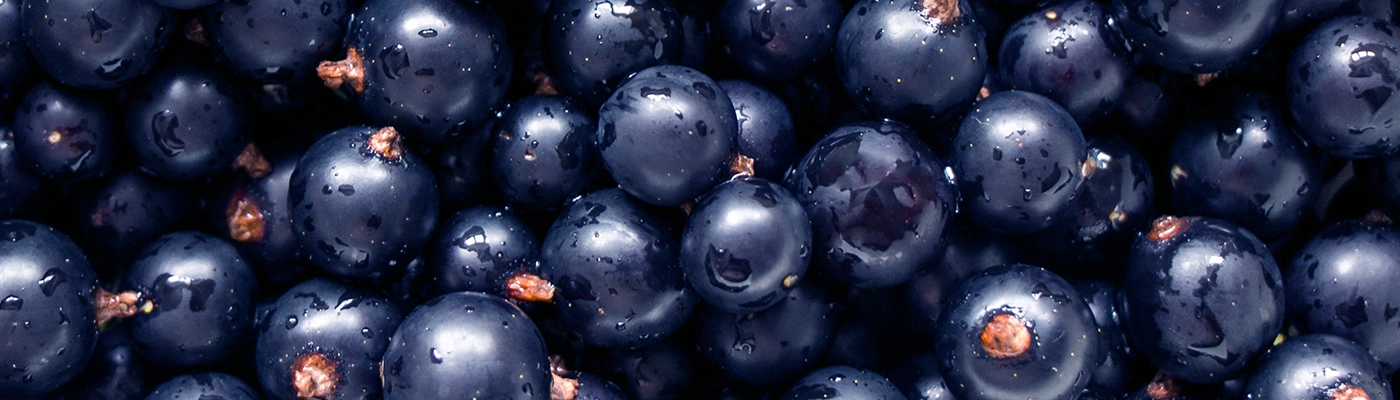 close up fof black currant berries