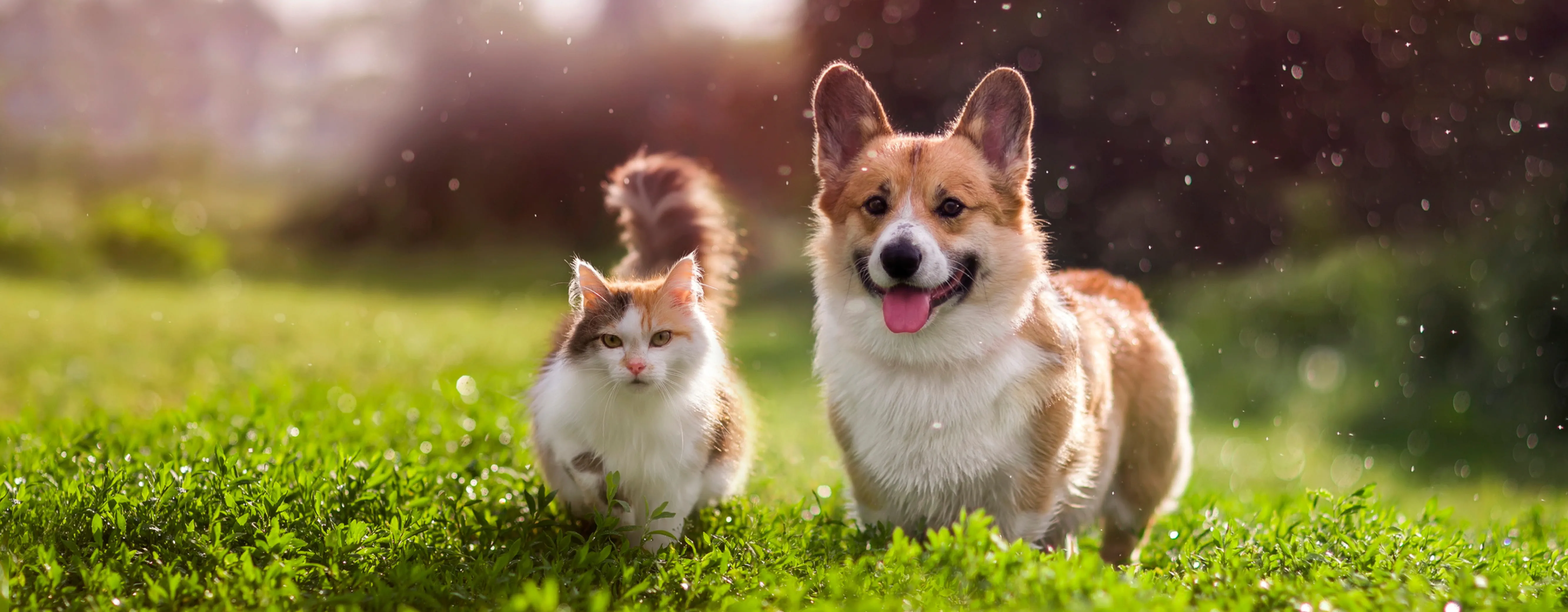 Key Fresh Pet Food Innovations