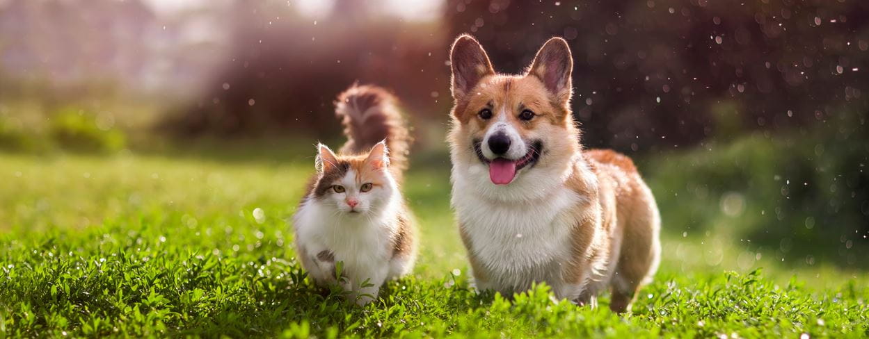 Fresh-Pet-Email-1-header