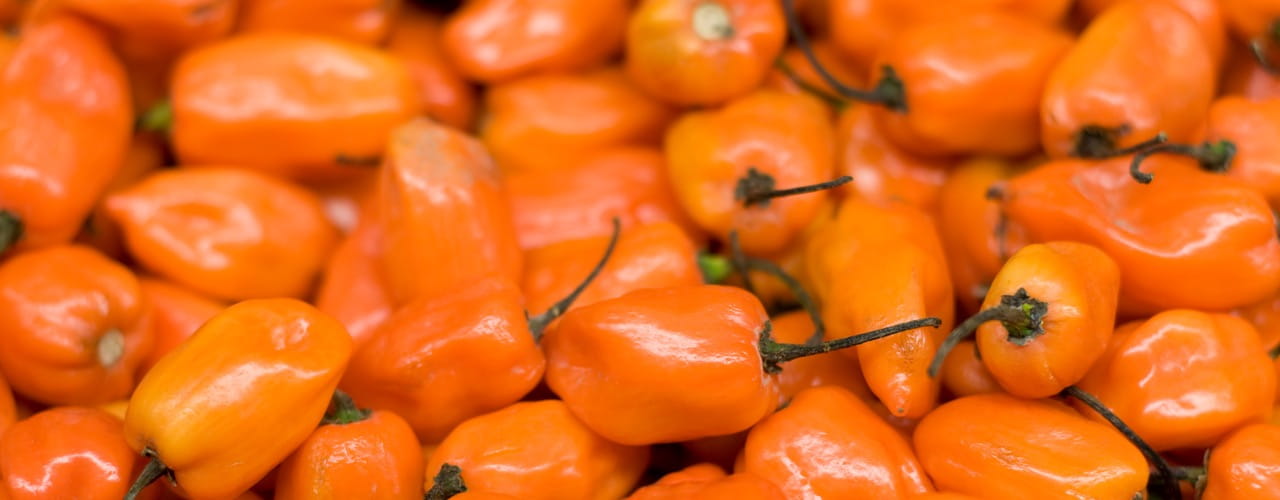 Aug-26_Flv-Spotlight_1280-x-500_Habanero