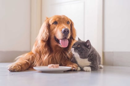 Treat Yourself! Trends in Pet Treats