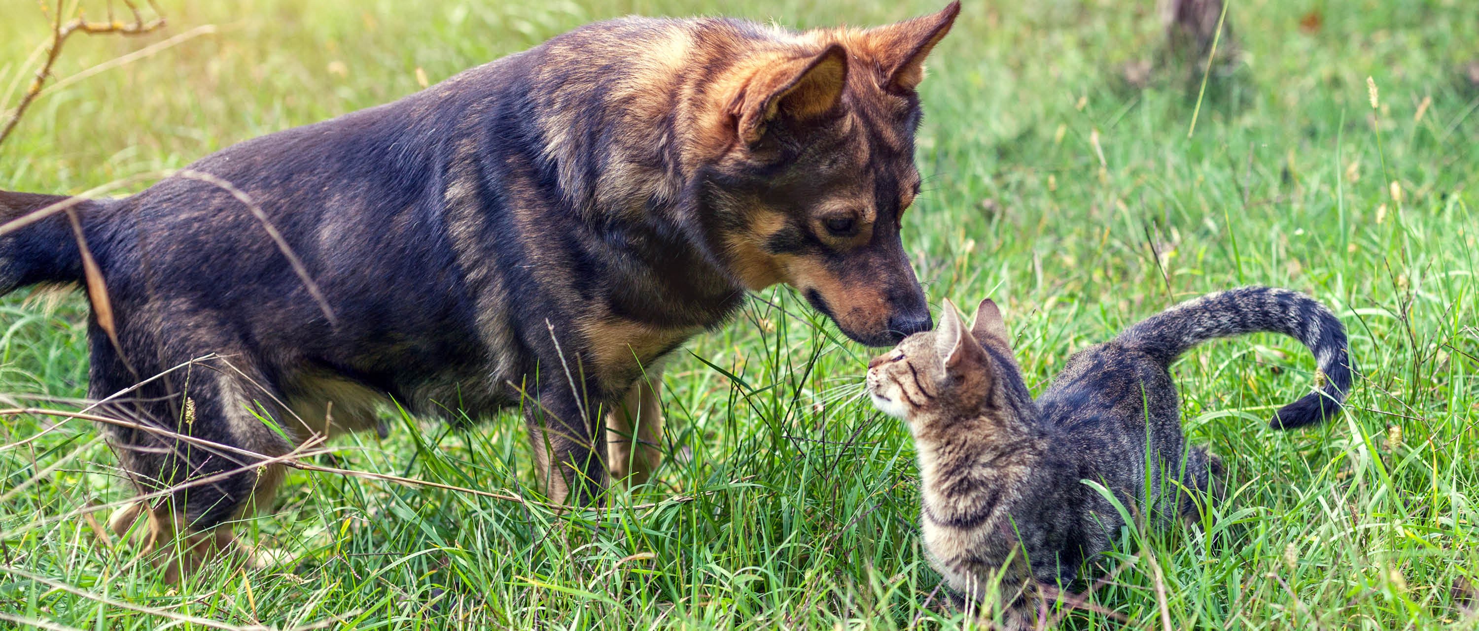 pet cat dog smelling