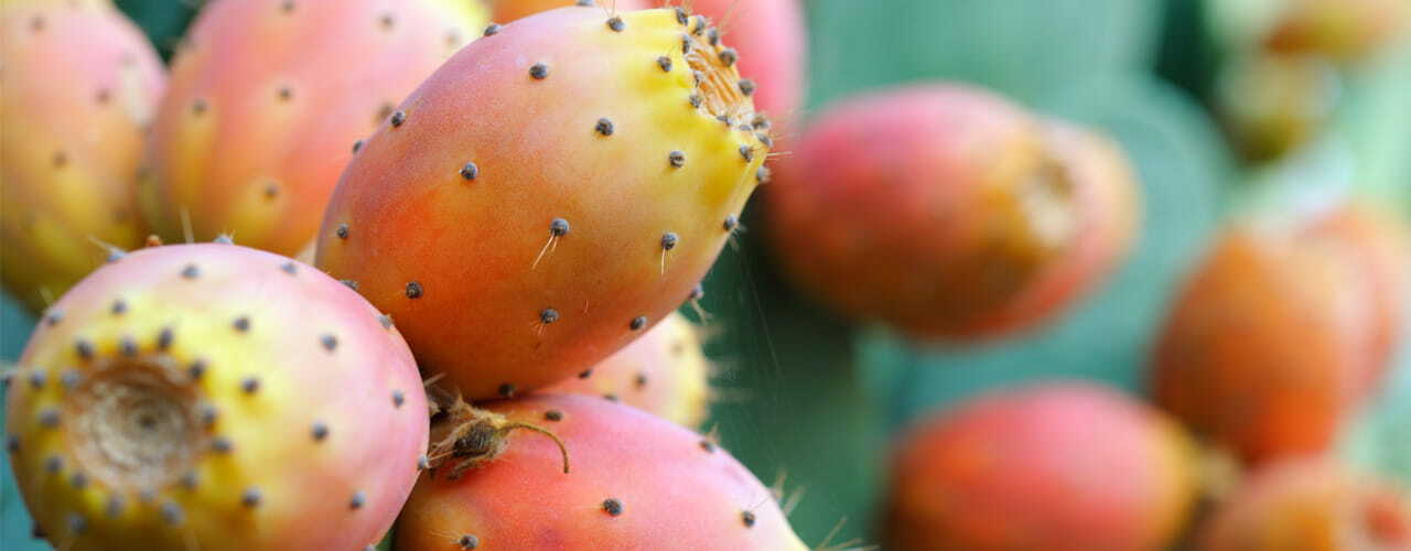 July-26_Flv-Spotlight_1280-x-500_prickly-pear