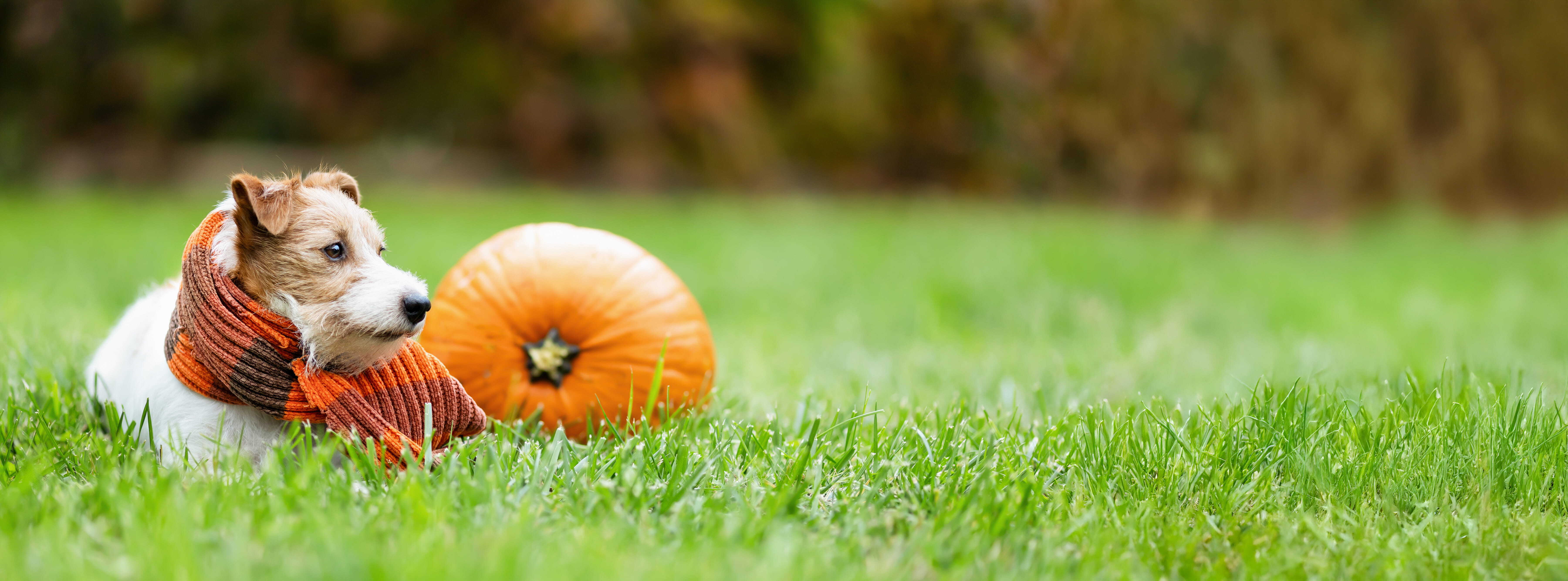 Seasonal Flavor Trends in Pet Treats